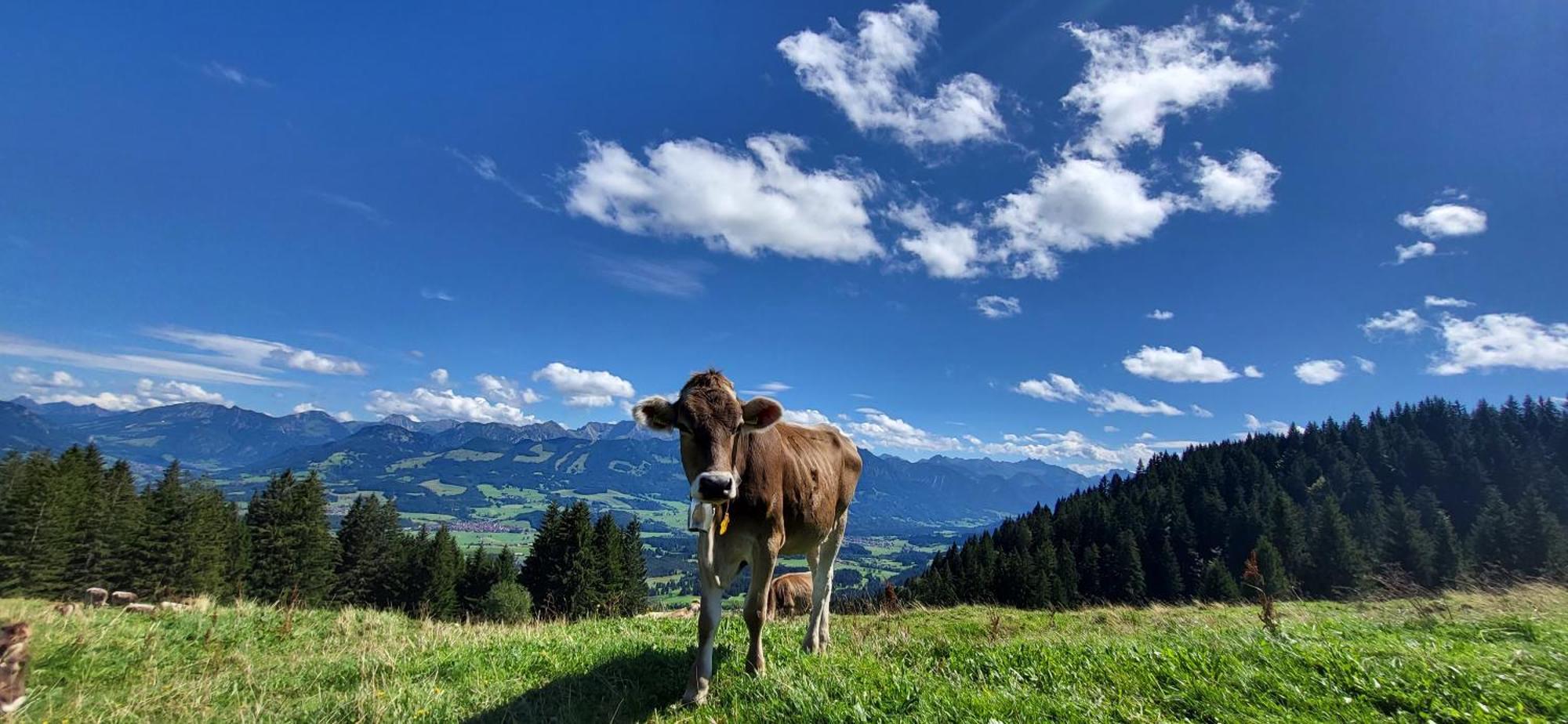 Allgäuliebe Mit Wlan Und Pool Steibis * Oberstaufen
